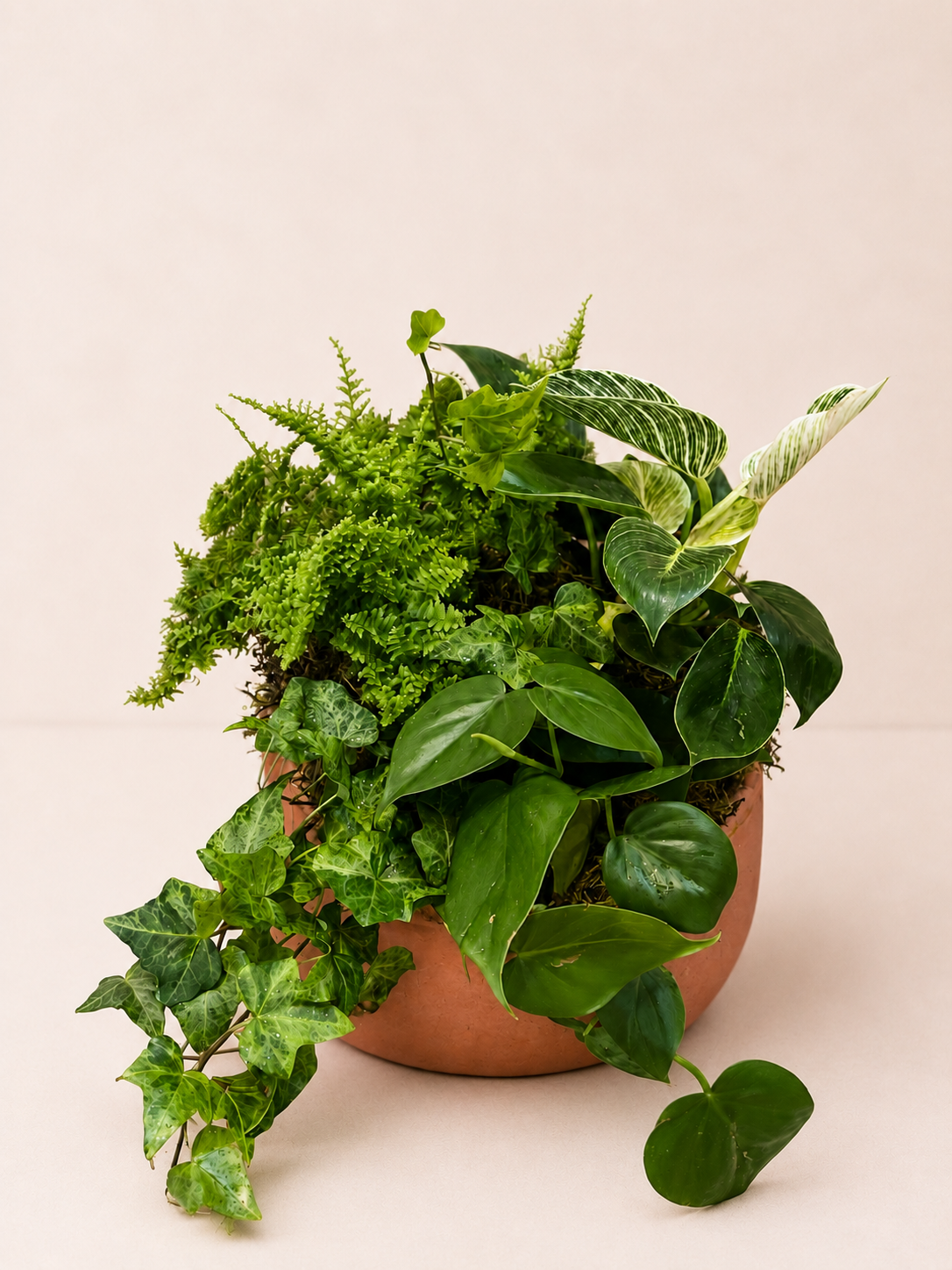 Mix de plantas verdes em bacia de cerâmica