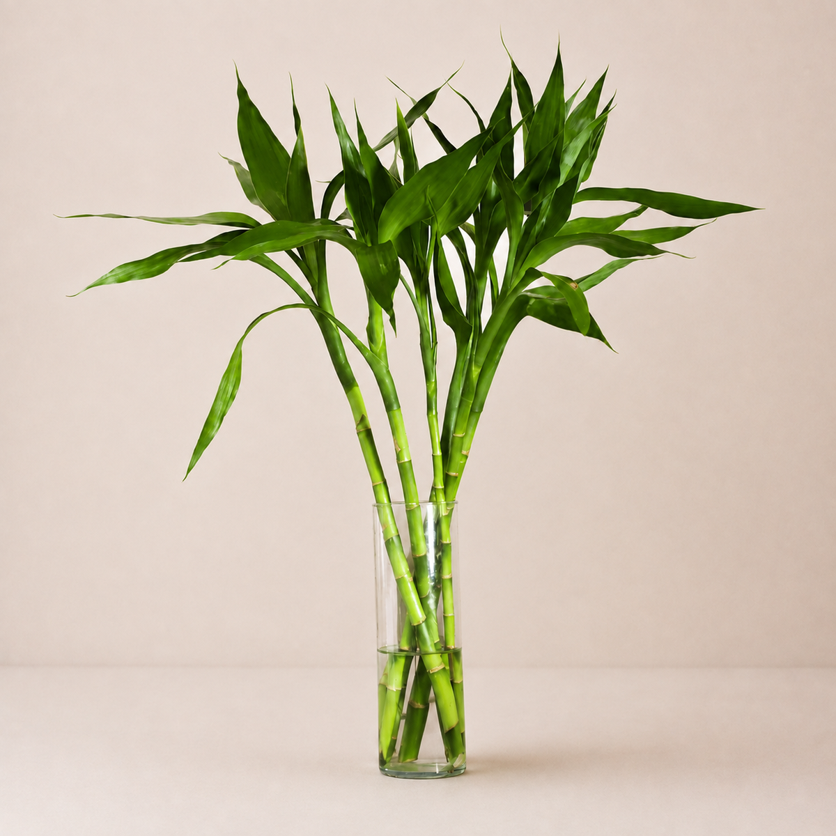 Bambu da sorte em vaso de vidro
