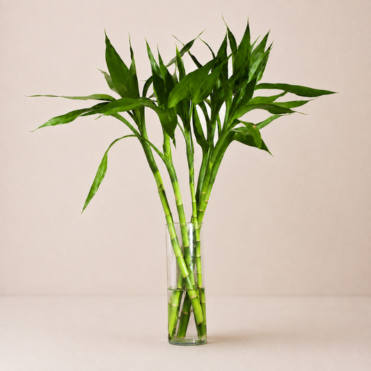 Bambu da sorte em vaso de vidro