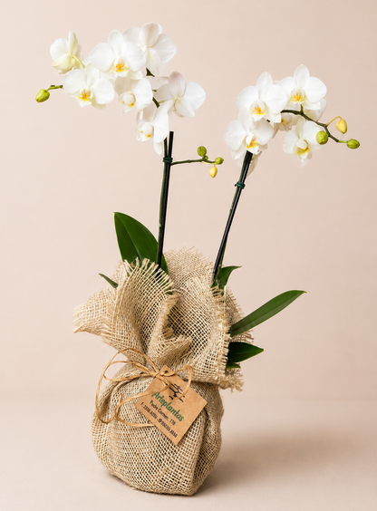 Mini orquídea branca em vaso envolto em juta
