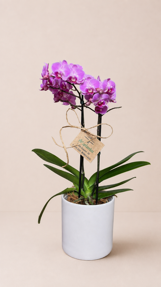 Mini orquídea pink em vaso de cerâmica branca