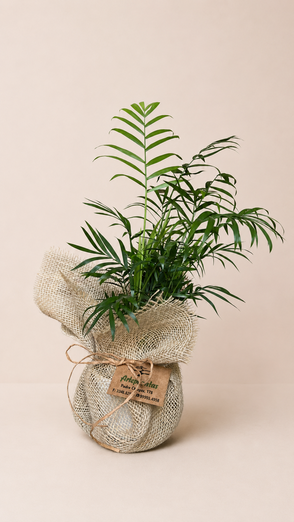 Mini palmeira Chamaedorea em vaso envolto em juta