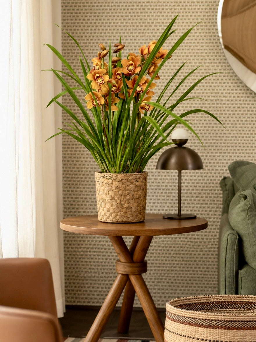 Assinatura Orquídea Cymbidium