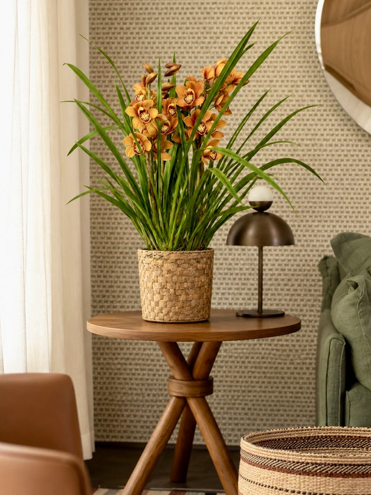 Assinatura Orquídea Cymbidium