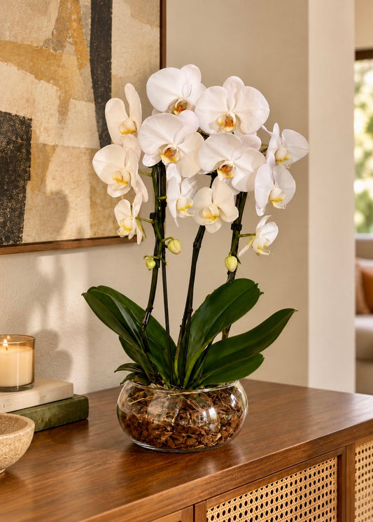 Assinatura Orquídea Phalaenopsis 3 Hastes