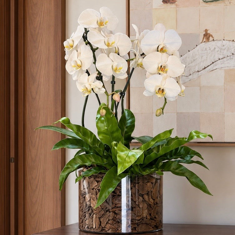 Orquídea phalaenopsis branca com folhagens em vaso de vidro