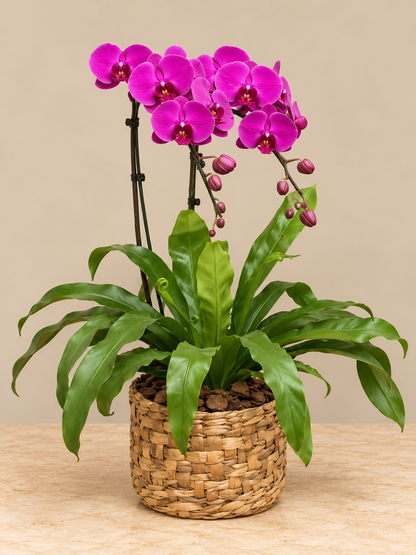 Orquídea pink de duas hastes com folhagens em cesto de fibra natural