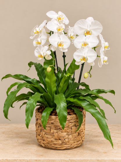 Orquídea branca de duas hastes com folhagens em cesto de fibra natural