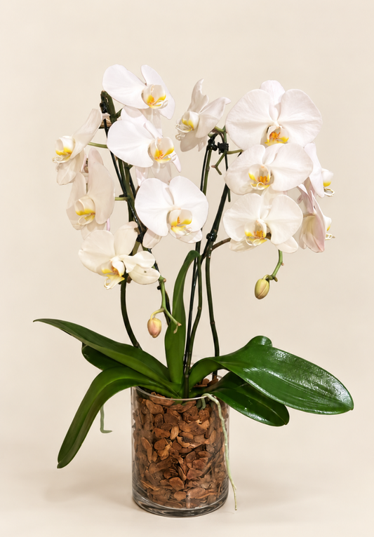 Orquídea branca de duas hastes em vaso de vidro