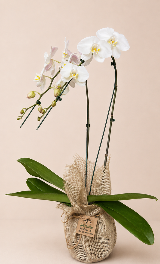 Orquídea phalaenopsis branca de duas hastes em vaso envolto em juta